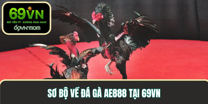 Sơ bộ về đá gà AE888 tại 69VN